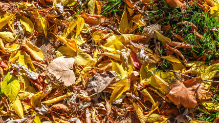 autumn leaves on the ground