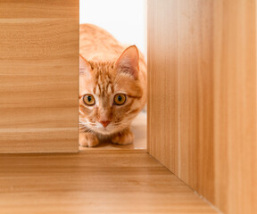 tabby cat hiding behind cupboard