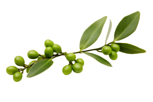 green mistletoe on transparent background. PNG file. AI generated