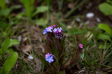 Small purple flowers close up in the garden with natural background.
Color photo with selective focus, environment, ecology.