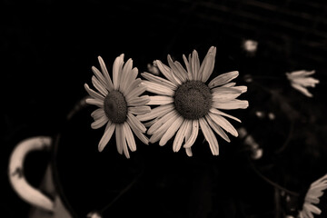 Large white daisies in a garden with a mesh background on a cloudy summer day. Black and white photo with selective focus.