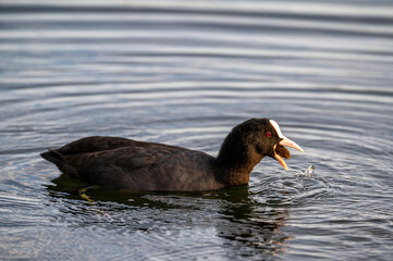 Blässhuhn frisst beim Schwimmen in einem See