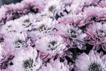 紫の小さな小菊の花