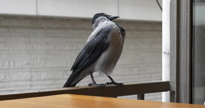 Close-up of a crow sitting on the balcony railing