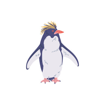 Crested penguin, vector flat cartoon illustration isolated on white.