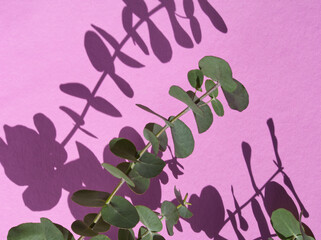 Green eucalyptus. Green eucalyptus branches on pink background. Contrasting colors: pink and green. Pink aesthetic. Eucalyptus leaf pattern on pink surface. Light and shadow concept.