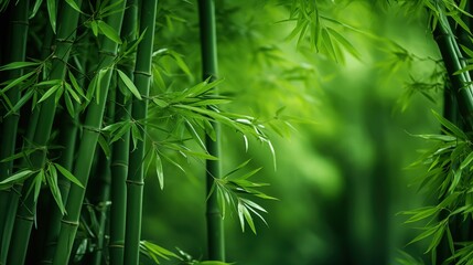 Fresh bamboo trees In forest with blurred background.