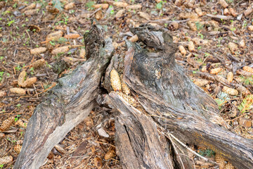 Dry old decaying rotting tree stump with dry leaves
