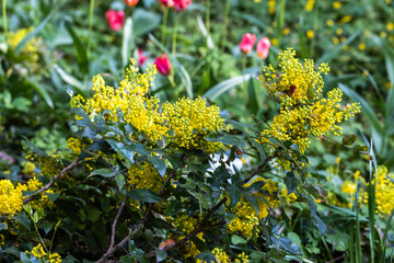 Obraz premium Luxuriantly blooming mahonia aquifolium with bright yellow flowers and bright leaves in the garden in spring close up