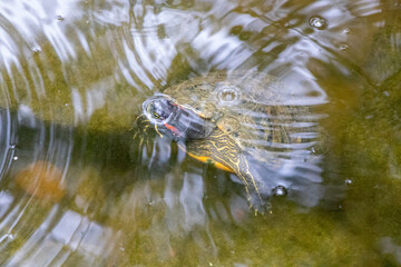 Turtles exhibit in water at Reptile Garden Tortuga Falls Rapid City South Dakota . High quality photo