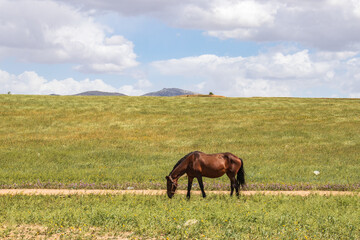 Graceful Hucul Pony Roaming in the Wilderness