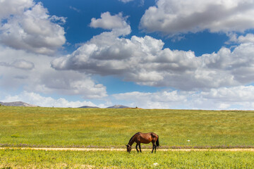 Graceful Hucul Pony Roaming in the Wilderness