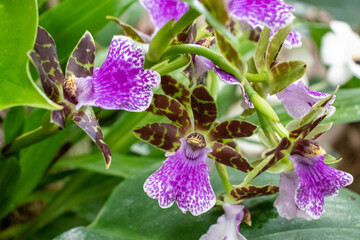 Beautiful orchids live plant purple and red . High quality photo