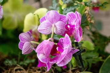 Pinkish purple full blooming flowers on plant . High quality photo