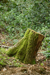 Old tree stump overgrown with green moss in the forest