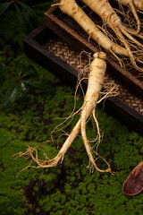 Fresh ginseng root, the amazing health benefits of ginseng you need to know, ginseng plant