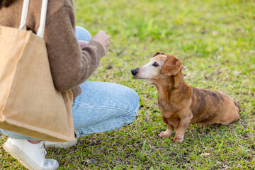 Woman give snack to her dog at outdoor