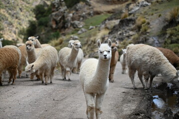 Naklejka na ściany i meble Lama Alpaka in der Natur HD Peru