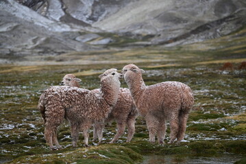 Lama Alpaka in der Natur HD Peru