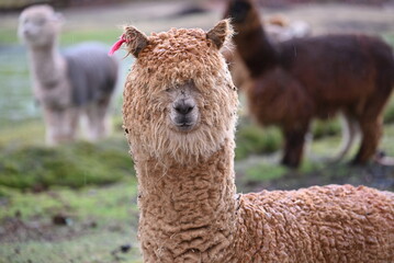 Lama Alpaka in der Natur HD Peru