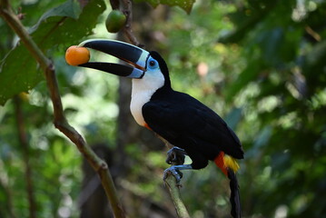 Tukan in der Natur HD Wildlife © Tobias