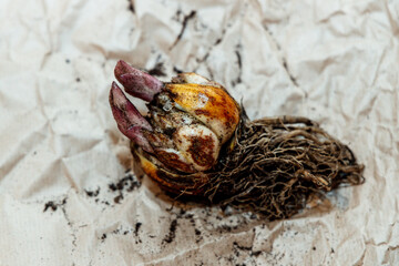 lily bulb with a new sprout
