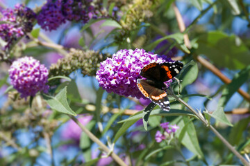 Red admiral butterfly (Vanessa Atalanta) perched on summer lilac in Zurich, Switzerland