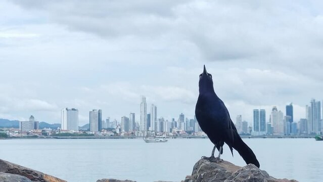 una hermosa ave negra canta posada en las rocas del malecon de Amador en la bah&iacute;a de panama.