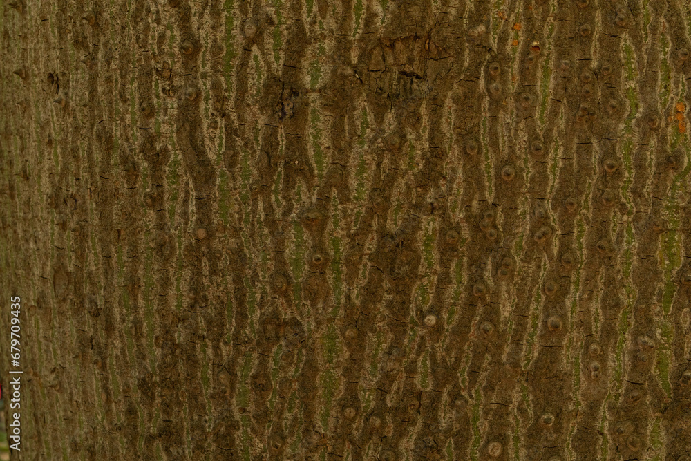 Aufkleber tree bark background