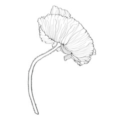 Line art poppies flower. Black, white wall art. Monochrome floral designe element. Flower ornament good for web, print.