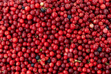Abstract background from fresh cowberry. Close up.