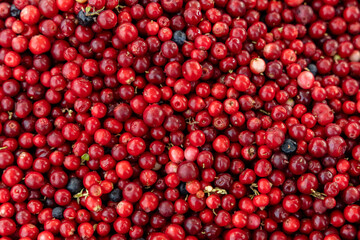Abstract background from fresh cowberry. Close up.