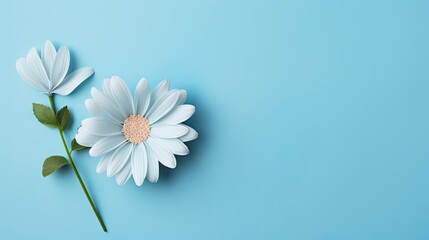 Fototapeta na wymiar two white daisies with green leaves on a blue background top view, flat lay, copy - up, copy - up.