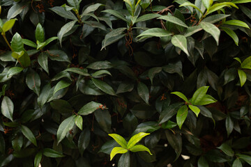 Obraz premium green leaves background