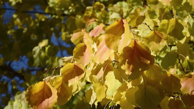 Yellow autumn leaves on a sunny day