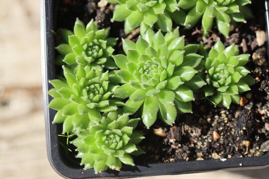 Sempervivum x funckii rojnik Funcka