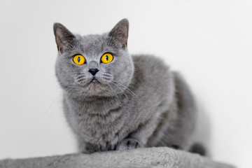 cute grey british short hair cat portrait