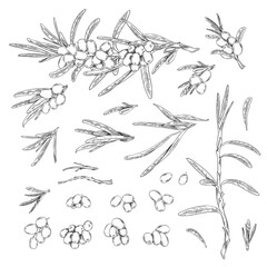 Sea-buckthorn berries design elements set, sketch vector illustration isolated. - obrazy, fototapety, plakaty