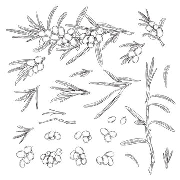 Sea-buckthorn berries design elements set, sketch vector illustration isolated.