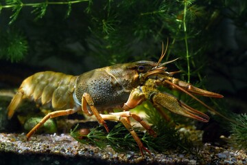 Danube crayfish run on gravel substrate, carapace, eyes, legs animal at front glass, hornwort...