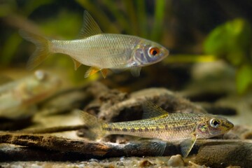 common roach and barbel gudgeon, twig driftwood, freshwater wild caught domesticated fish in...