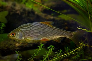 common roach shine silver scale, wild freshwater fish, driftwood biotope European temperate river...