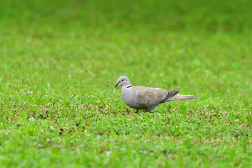 Portrait of Eurasian collared dove that eating seeds in the grass