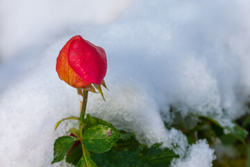 Róża. Pierwszy śnieg.