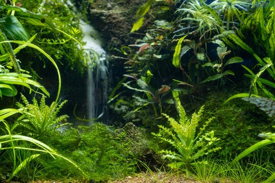 freshwater Amano style planted lava stone iwagumi aquadesign, vivid colors of bright LED light, aquatic plants professional care, blur sandfall aquascape background, explore and research concept