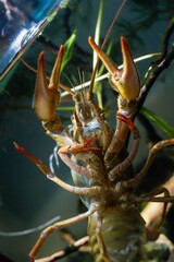 Danube crayfish show belly on front glass, animal predator move legs and claw, hornwort plant, European planted biotope aquarium disorder design, captive high adaptable freshwater invasive species