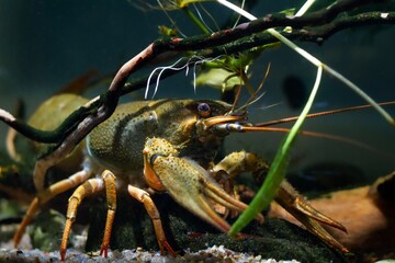 Danube crayfish carapace, eyes, legs, hide at twig, gravel substrate, front glass, European planted biotope aquarium disorder design, captive adaptable freshwater invasive species, dark background