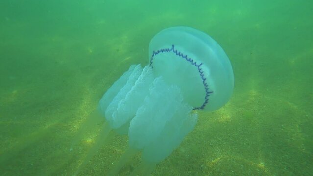 Jellyfish Rootlet in the sea. A large blue jellyfish with a large cap with a dark blue border and tentacles swims in the sea. A marine inhabitant. The most dangerous jellyfish of the Black Sea. 4К