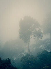 misty morning in the rain forest