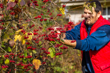 Red autumn viburnum in hands. Picking red viburnum in autumn